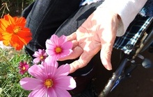 お花見　～秋の桜を眺める～のイメージ